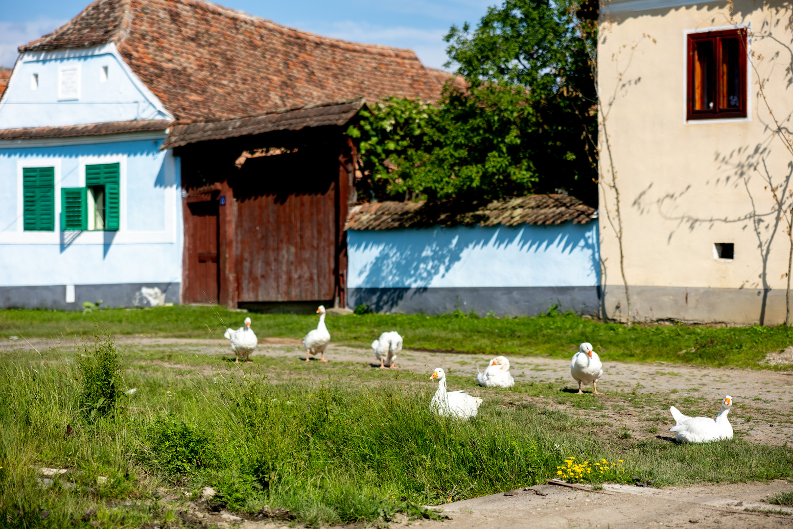 Dorf Viscri- Rumänien/ UNESCO Weltkulturerbe