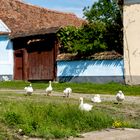 Dorf Viscri- Rumänien/ UNESCO Weltkulturerbe