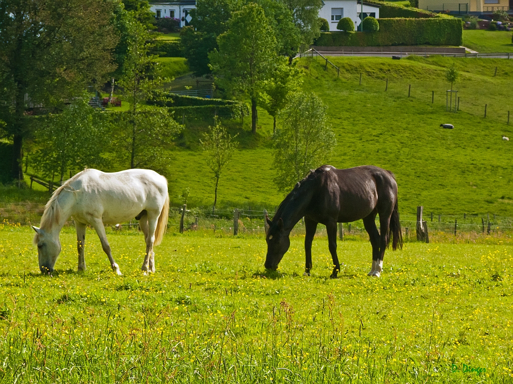 Dorfaussichten (5)