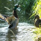 Dorfbachszene 7.30 Uhr, im Juni 