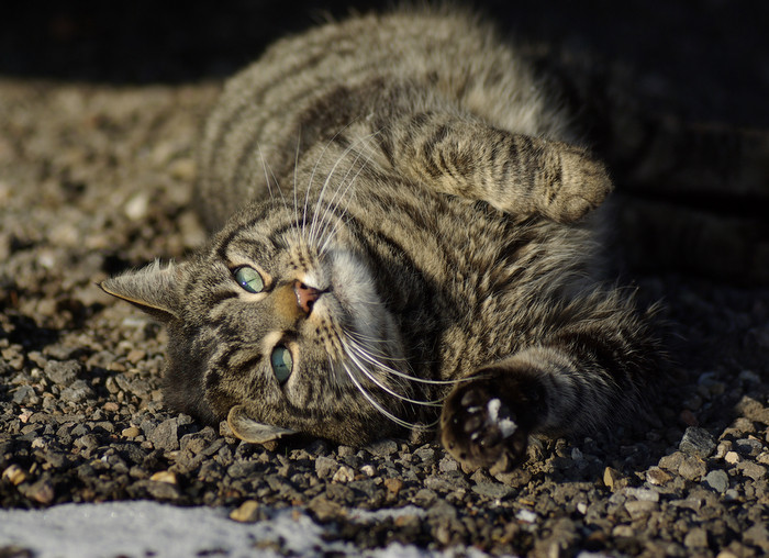 Dorfkater beim Sonnenbaden