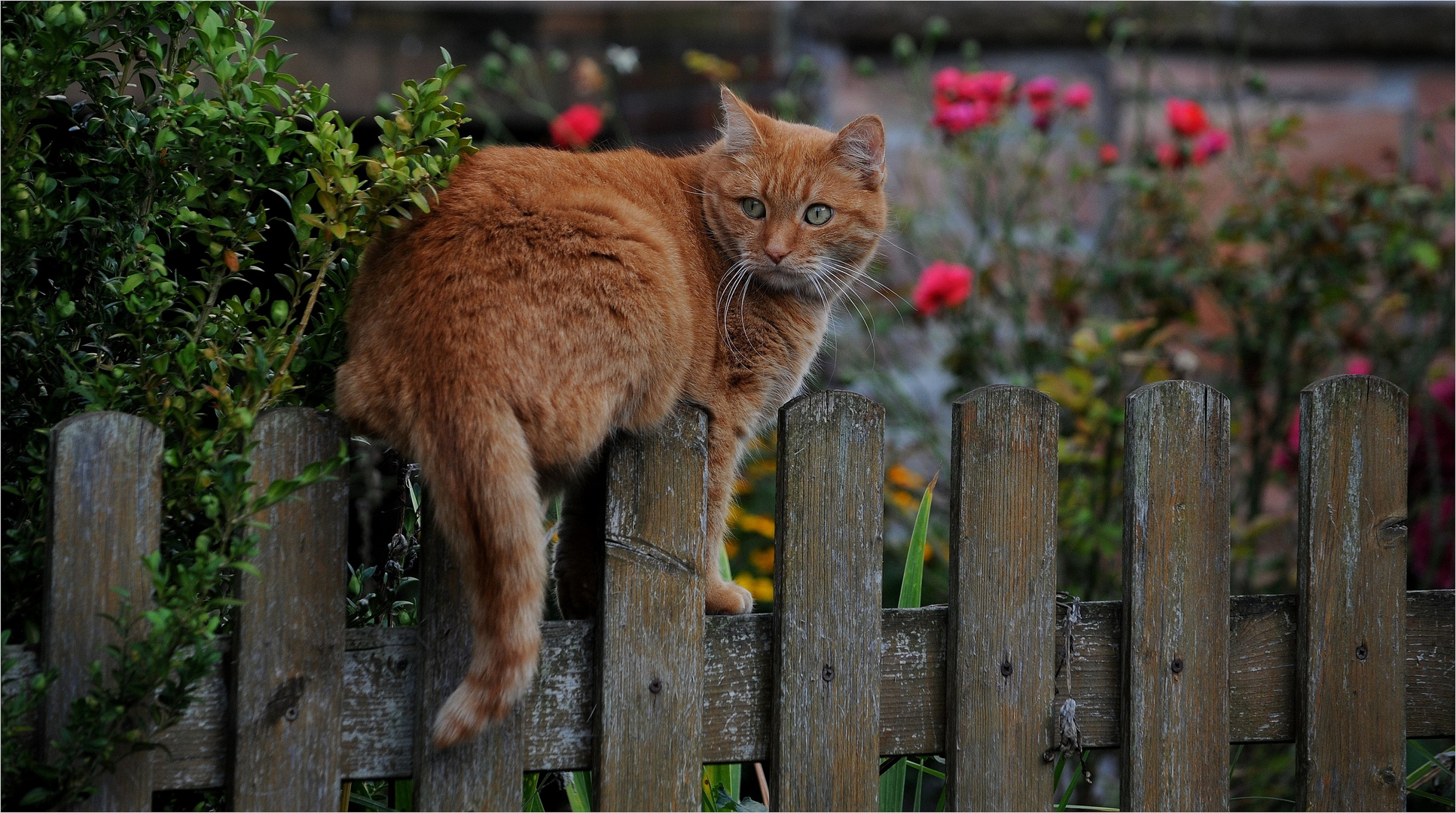 *Dorf°Katze 2*