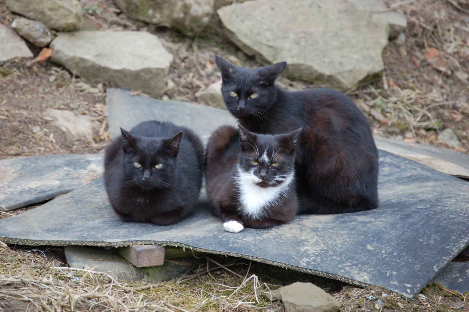 Dorfkatzen beim Chillen