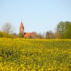 Dorfkirche Biestow (bei Rostock) - davor ein Rapsfeld