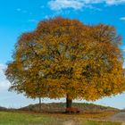 Dorflinde im Herbst