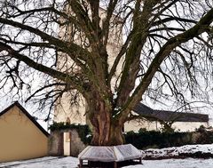 Dorfrundgang ~ Dorflinde im Pfarrhof