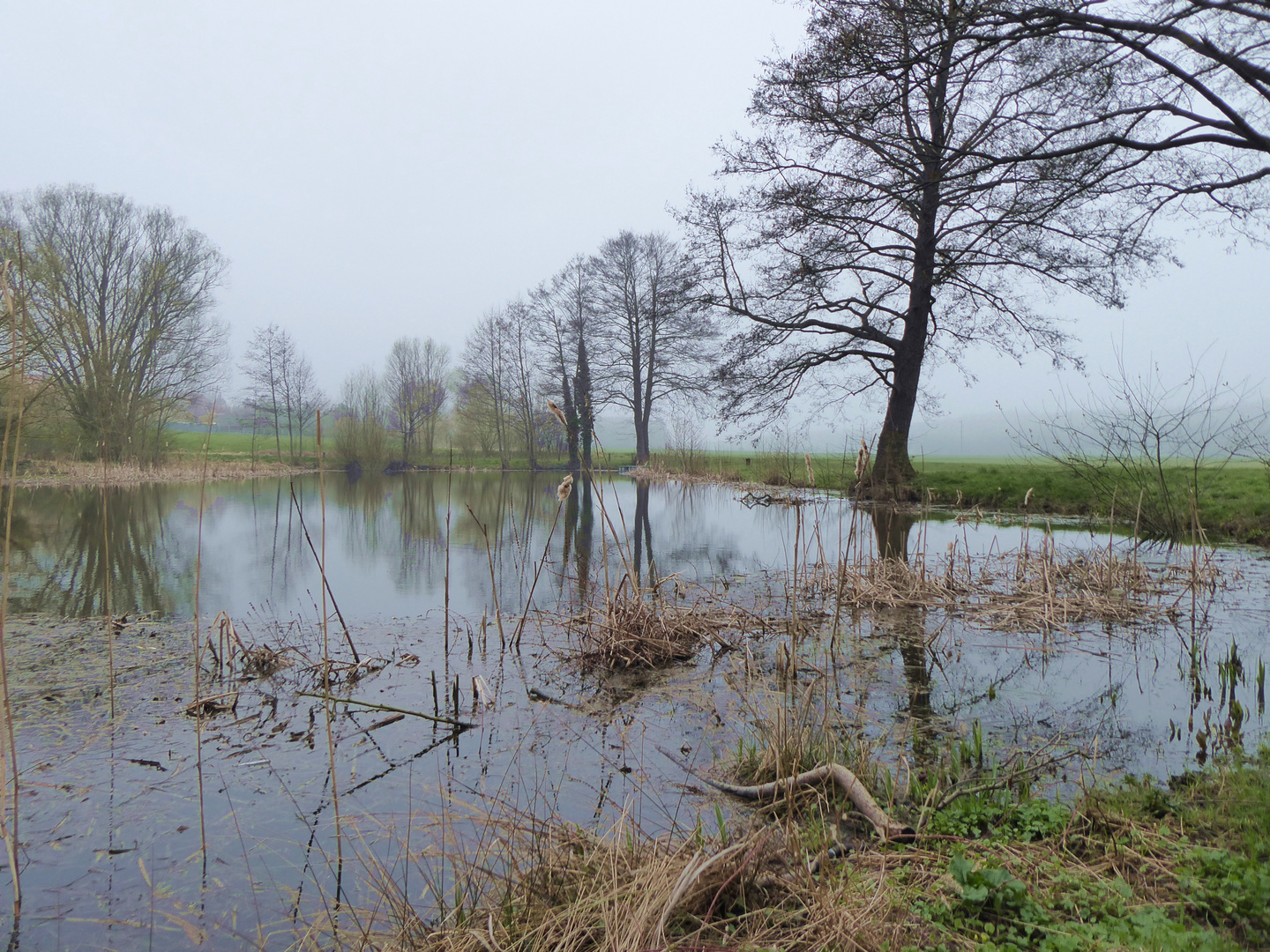 Dorfteich im Morgennebel