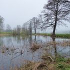 Dorfteich im Morgennebel