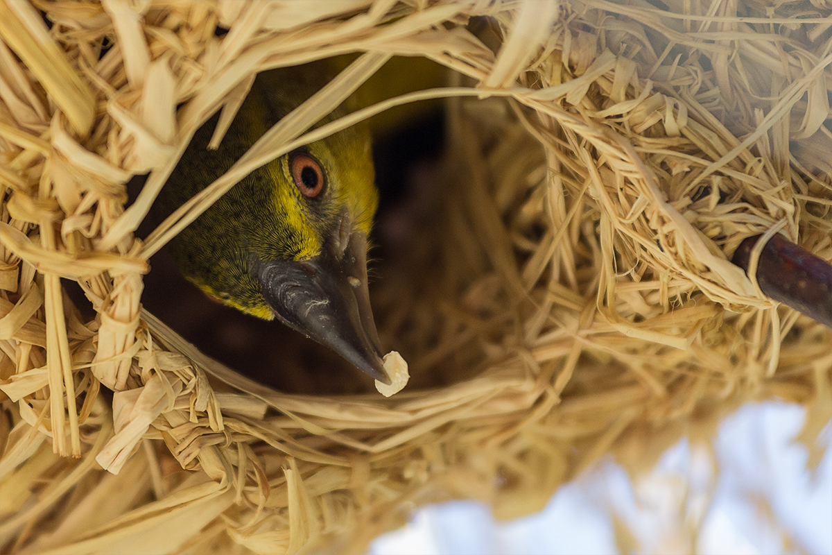 Dorfweber im Nest