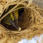 Dorfweber im Nest