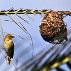 Dorfweber (Ploceus cucullatus) auf Mauritius