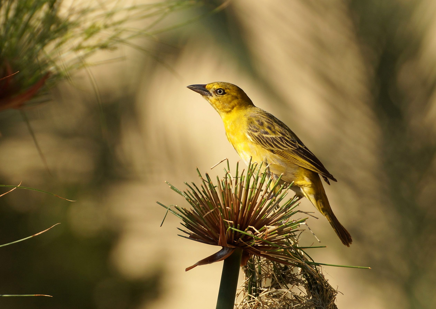 Dorfweber (Ploceus cucullatus) weibl.