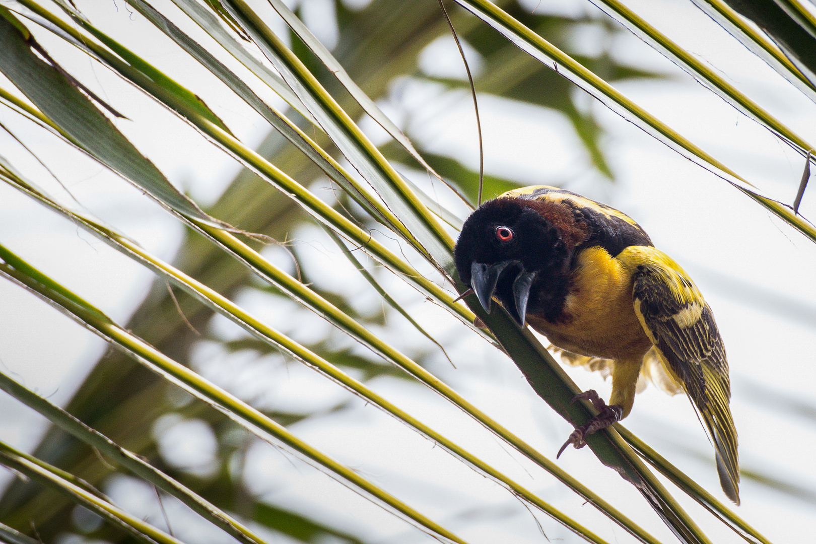 Dorfweber-Senegal 2019