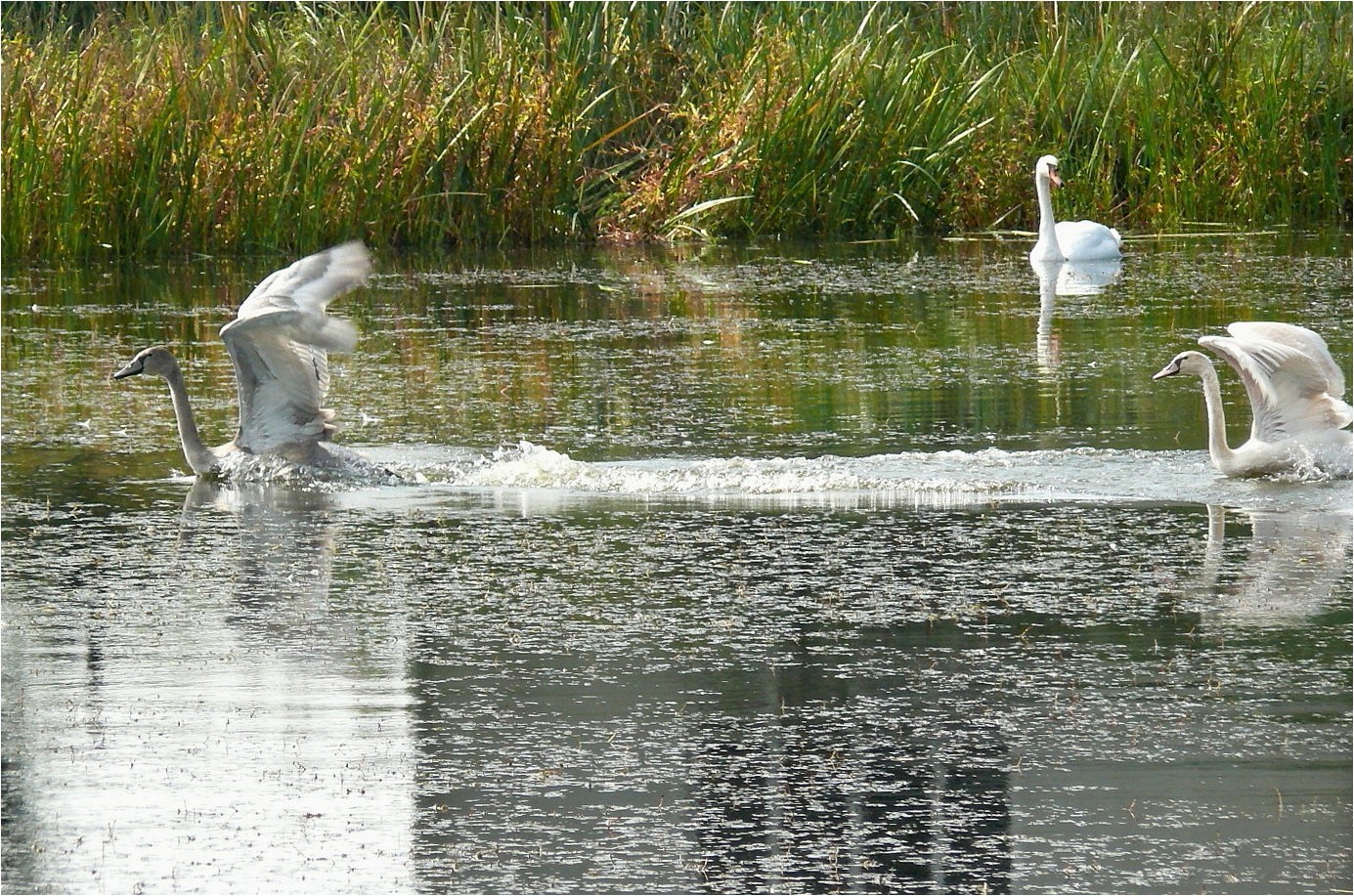 Dorfweiher