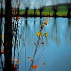 Dorfweiher in Franken