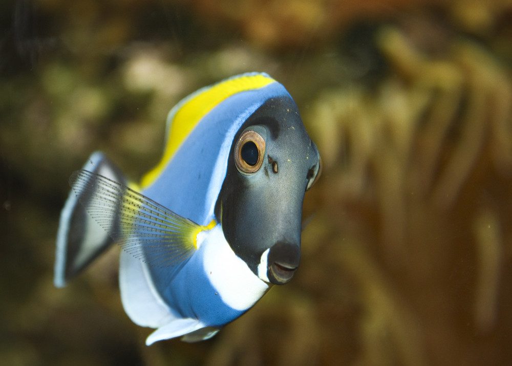 Dori