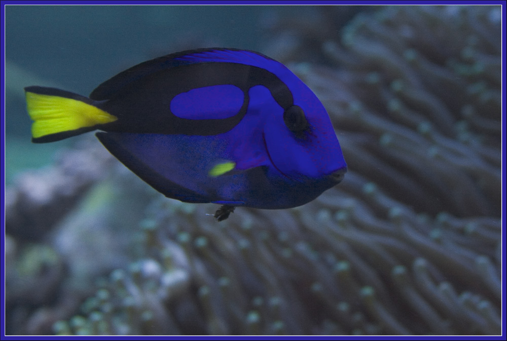 Dori, äh Paletten-Doktorfisch (Paracanthurus hepatus)