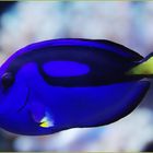 Dori