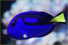 Dori