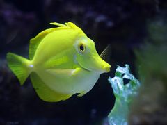 Dori