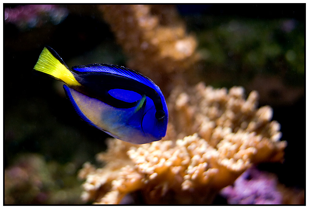 ~ Dorie ~