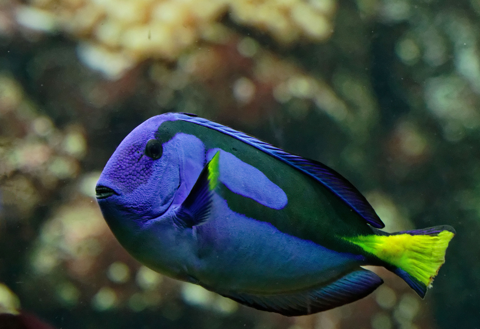 Dorie auf der suche.......