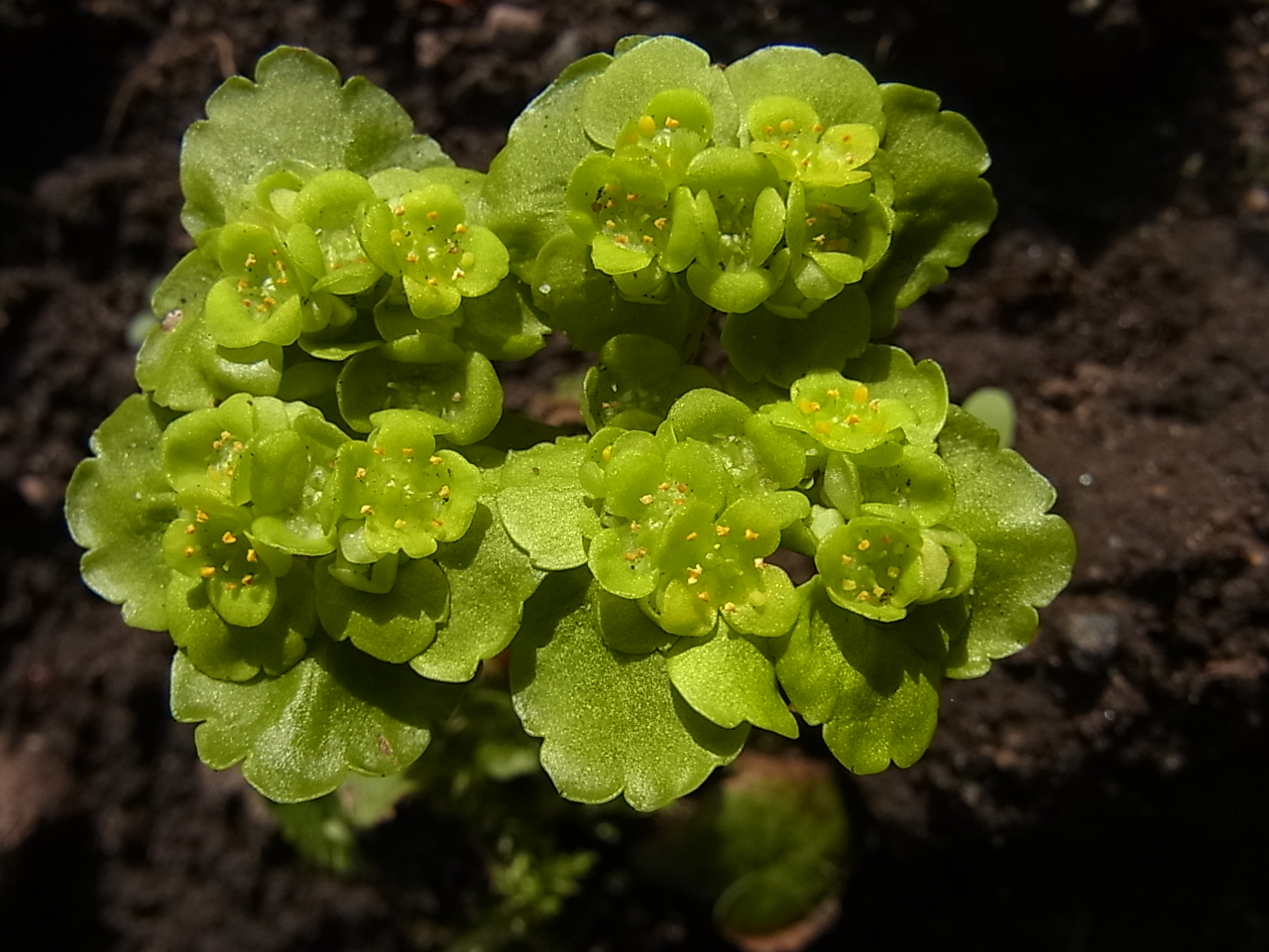 dorine à feuilles alterne (Wechselblättriges Milzkraut)