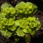 dorine à feuilles alterne (Wechselblättriges Milzkraut)