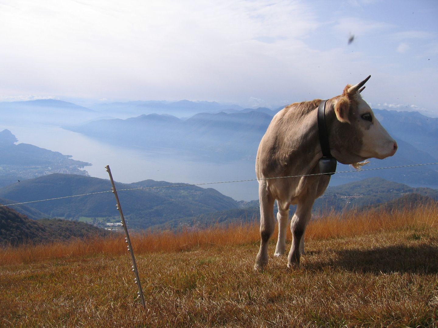 Doris auf dem Alp