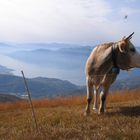 Doris auf dem Alp