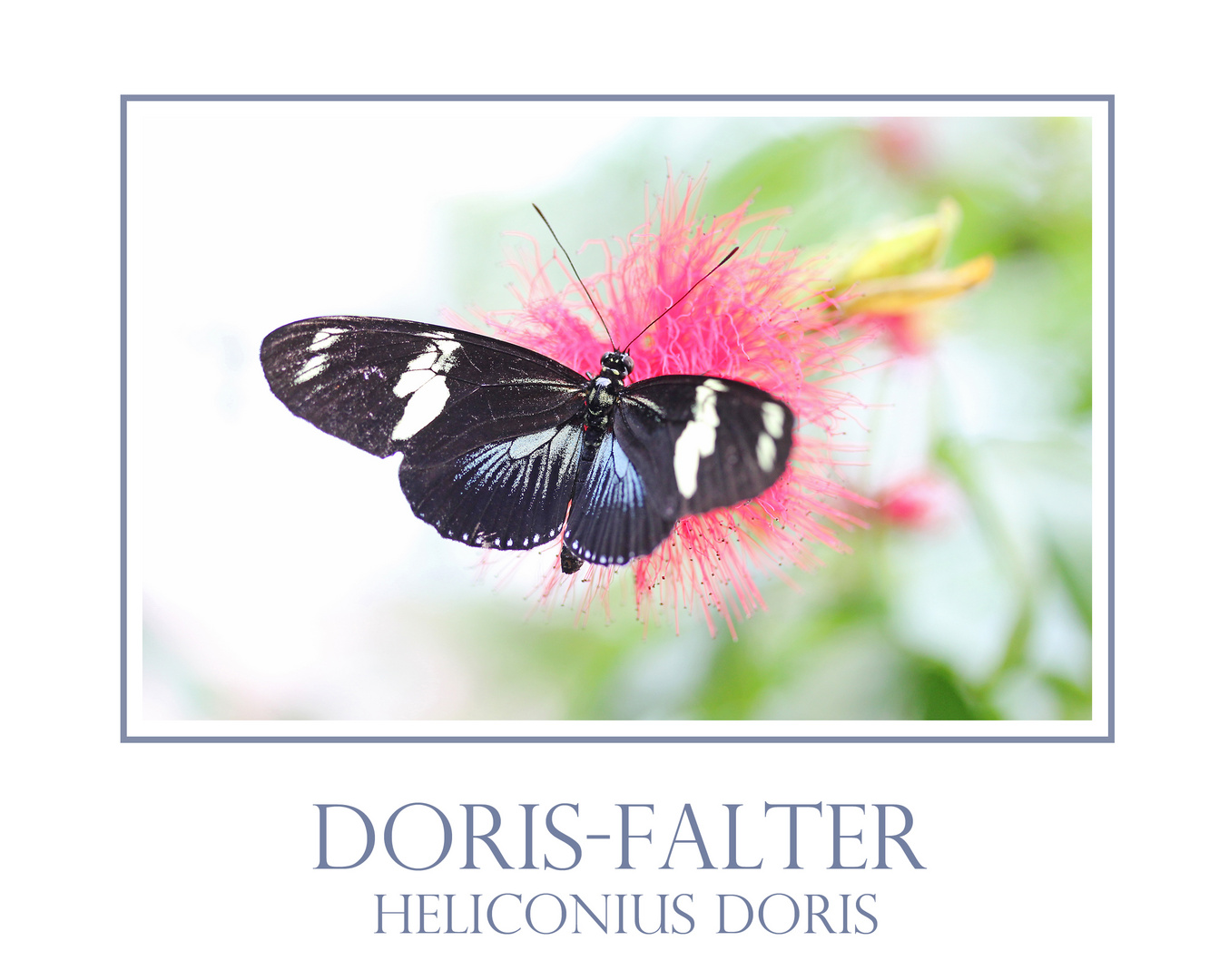 Doris-Falter