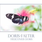 Doris-Falter