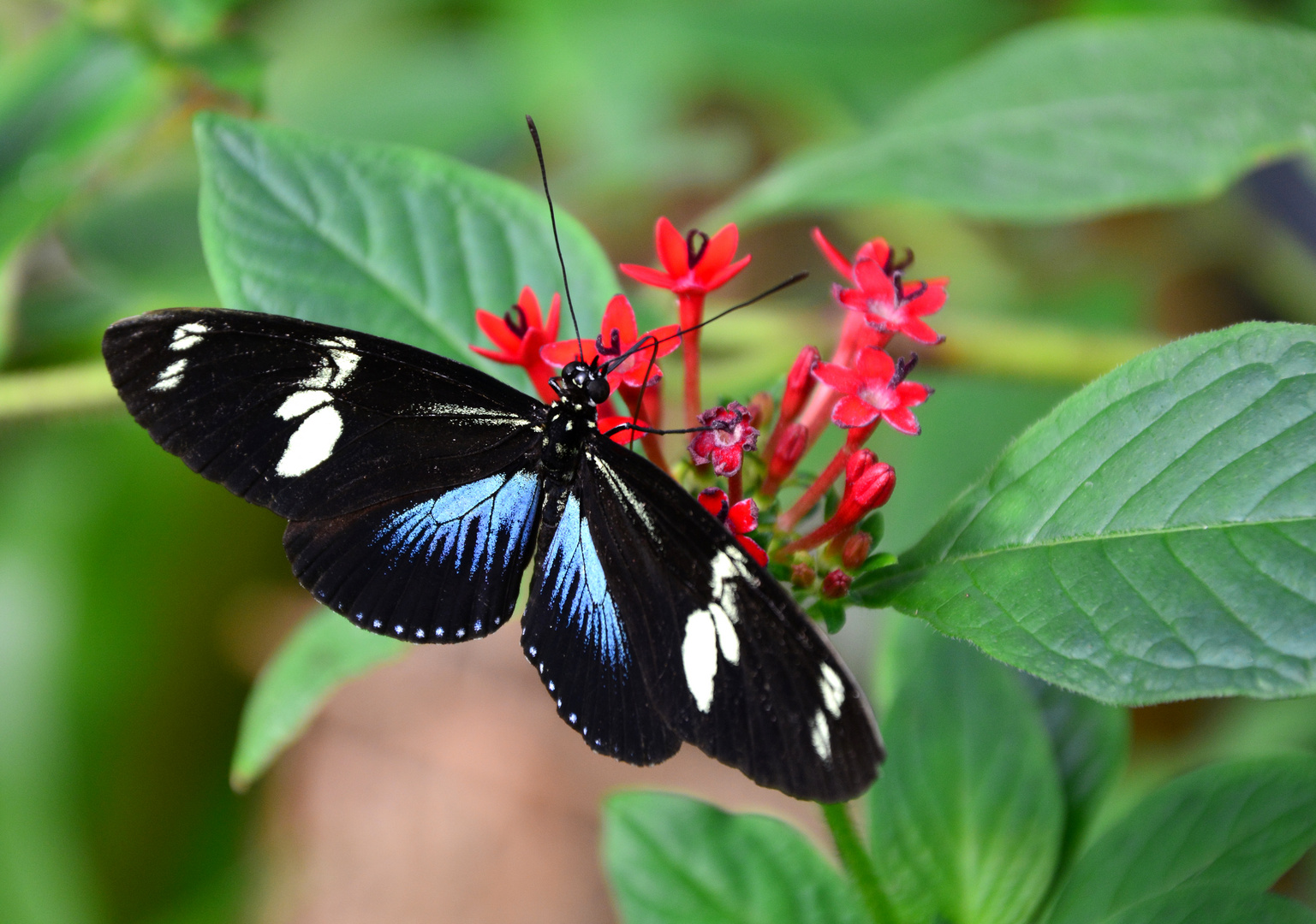 #...Doris-Falter / Heliconius doris.........#