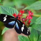 #...Doris-Falter / Heliconius doris.........#