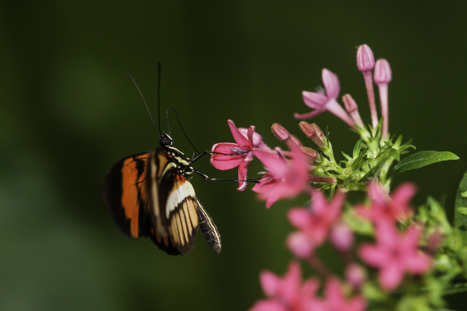 Doris Falter (Heliconius laparus doris)