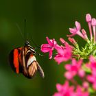 Doris Falter (Heliconius laparus doris)