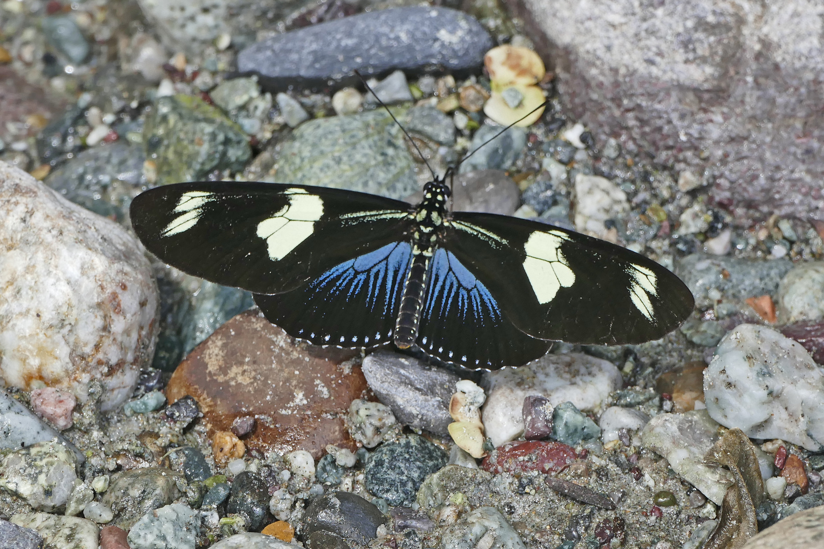 Doris Longwing, Heliconius doris