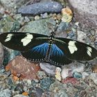 Doris Longwing, Heliconius doris