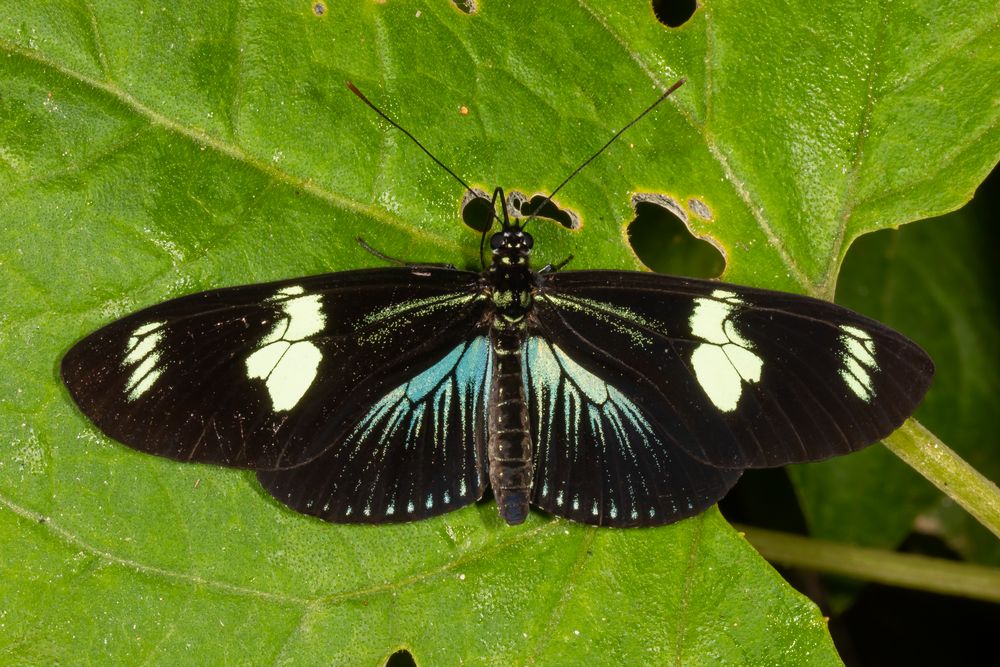 Doris Longwing (Heliconius doris doris f. azul)