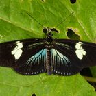 Doris Longwing (Heliconius doris doris f. azul)