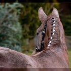 "Doris" und der suchende Blick nach Mama