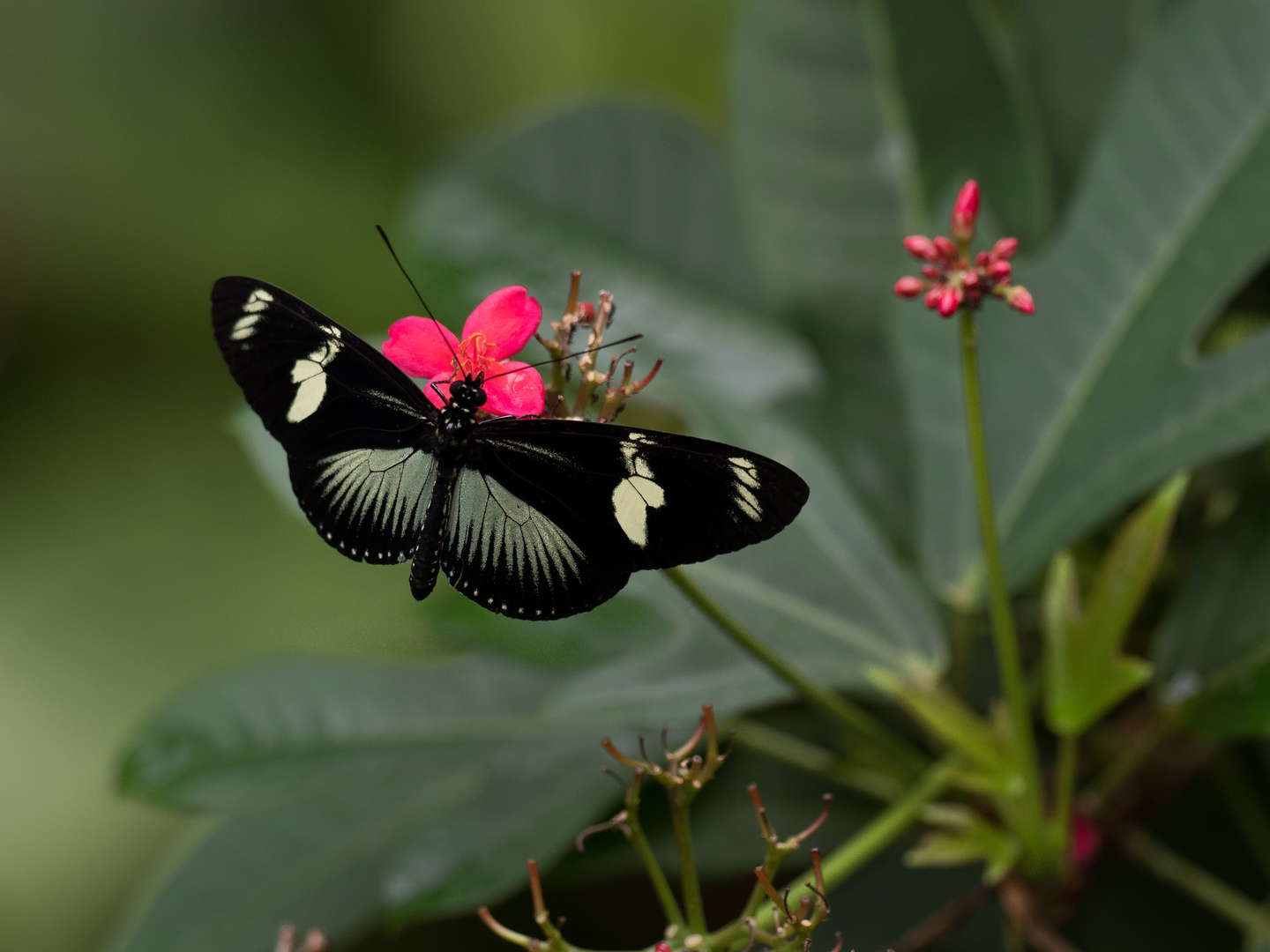 Dorisfalter (Heliconius doris)