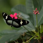 Dorisfalter (Heliconius doris)