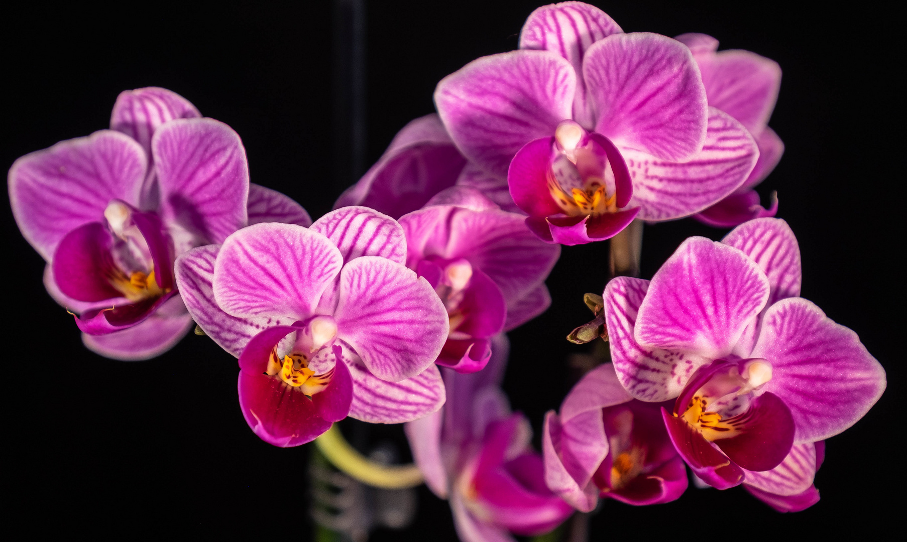 Doritaenopsis eine wunderschöne Orchidee