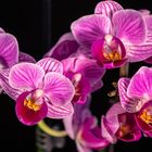 Doritaenopsis eine wunderschöne Orchidee