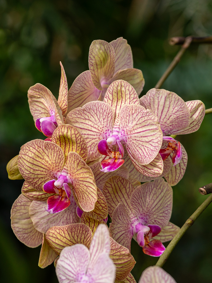 Doritaenopsis -   Orchidee.