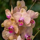 Doritaenopsis -   Orchidee.