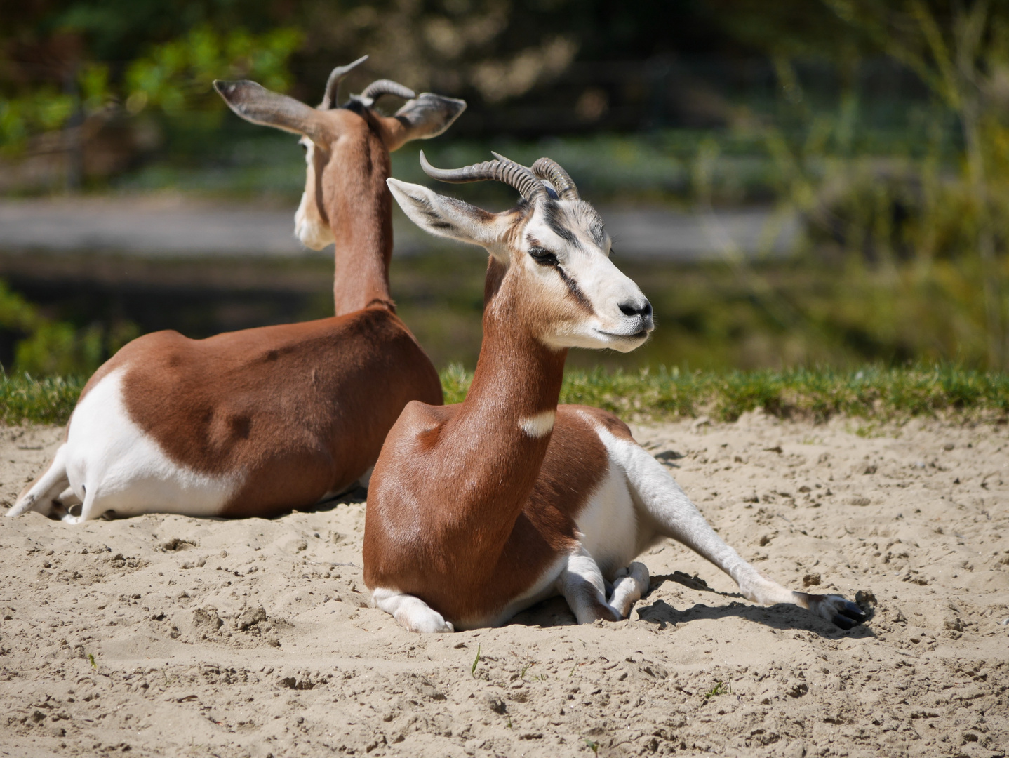 Dorkasgazelle