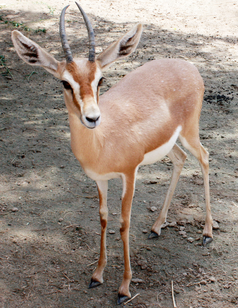 Dorkasgazelle (Gazella dorcas), Kuwait Zoo, Staat Kuwait