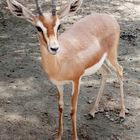 Dorkasgazelle (Gazella dorcas), Kuwait Zoo, Staat Kuwait